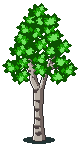 Birch Summer Image