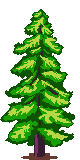 Pine Autumn Image