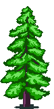 Pine Summer Image
