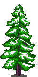 Pine Winter Image