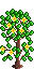 Rose Spring Image