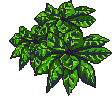 Sonora Shrub