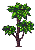 Sonora Tree 1